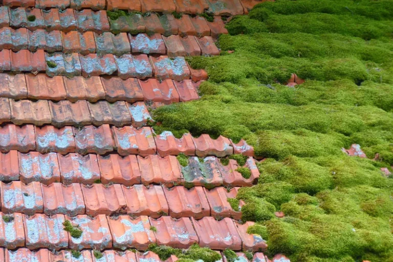 nettoyage façade et toiture printemps